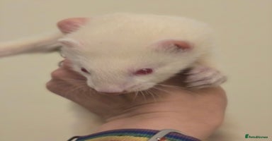 Ferret rodents - Advert 4