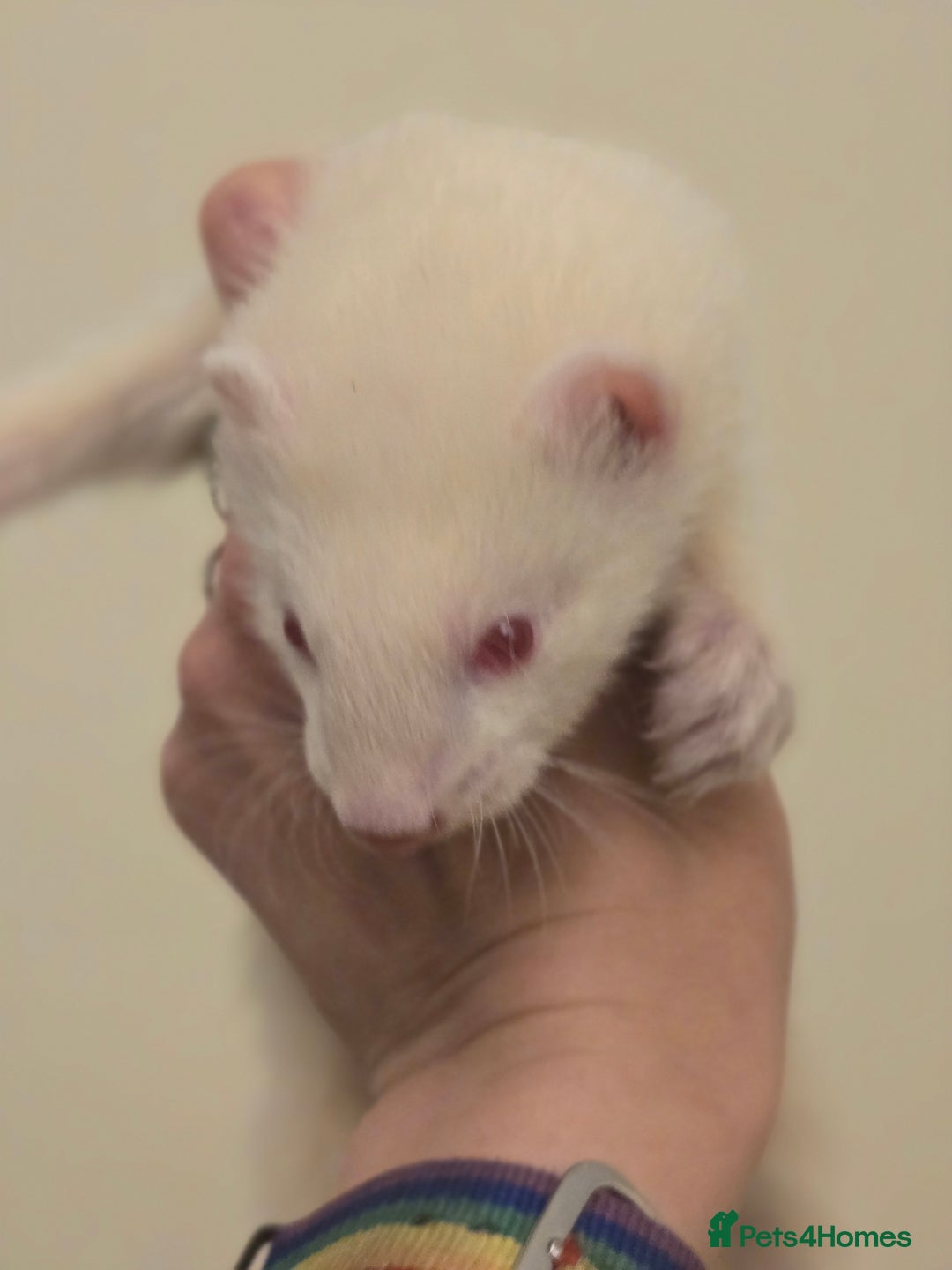 Ferret rodents for sale: Cute pet ferrets - Image 3