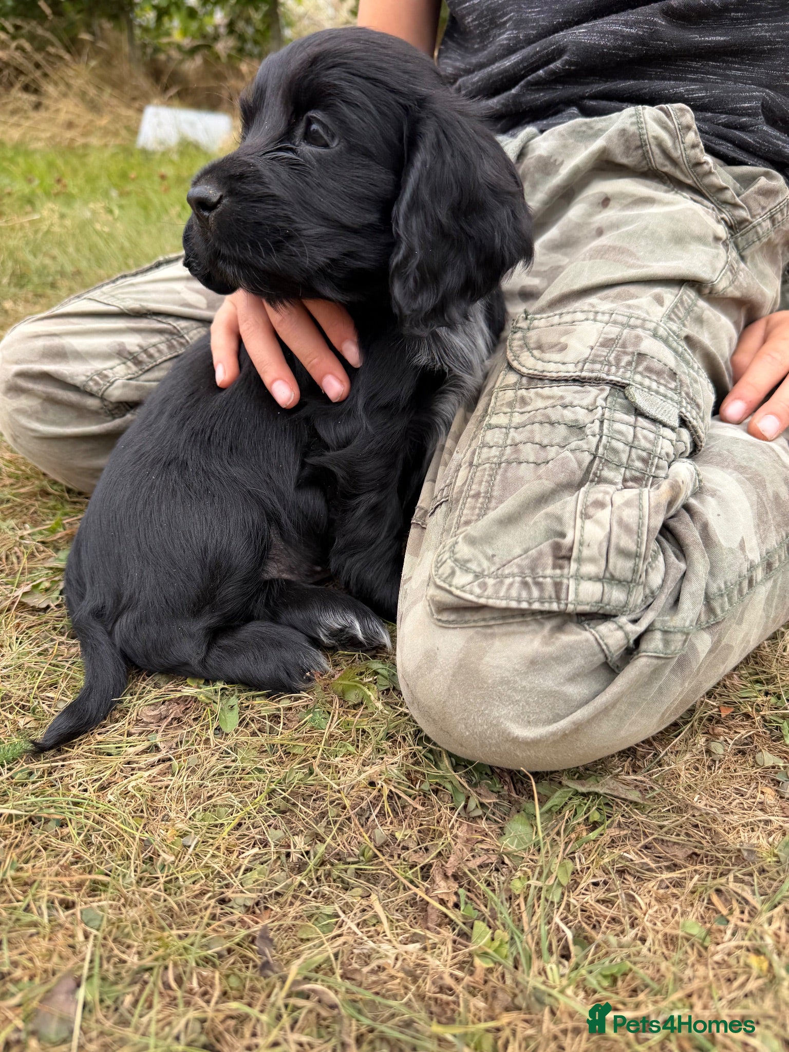 Cocker Spaniel dogs Show cocker puppies - Advert 1