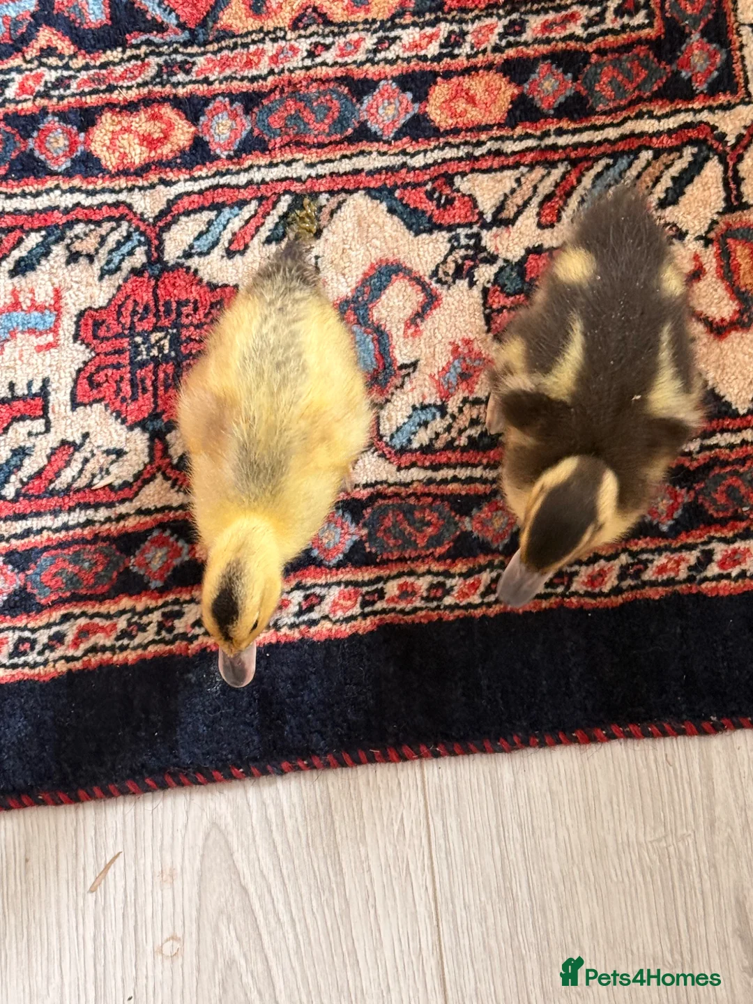 Ducks poultry for sale: 2 Healthy & Friendly Ducks – Bought from Farm in London - Advert 2