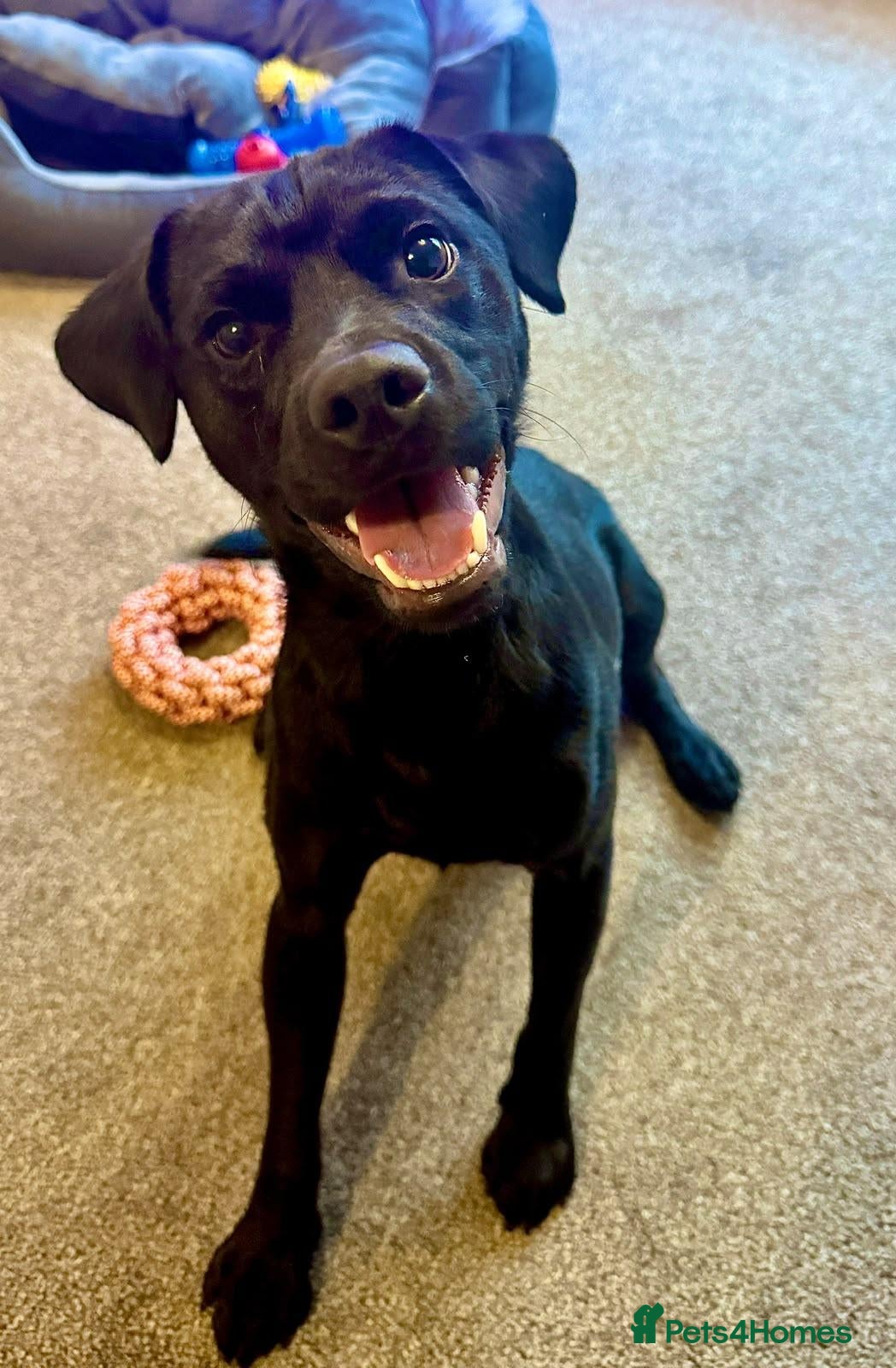 Mixed Breed dogs 💙Tommy💙-20 months old, small/lower-medium boy - Advert 1
