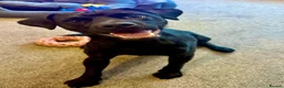 Mixed Breed dogs for adoption: 💙Tommy💙-20 months old, small/lower-medium boy - Advert 11