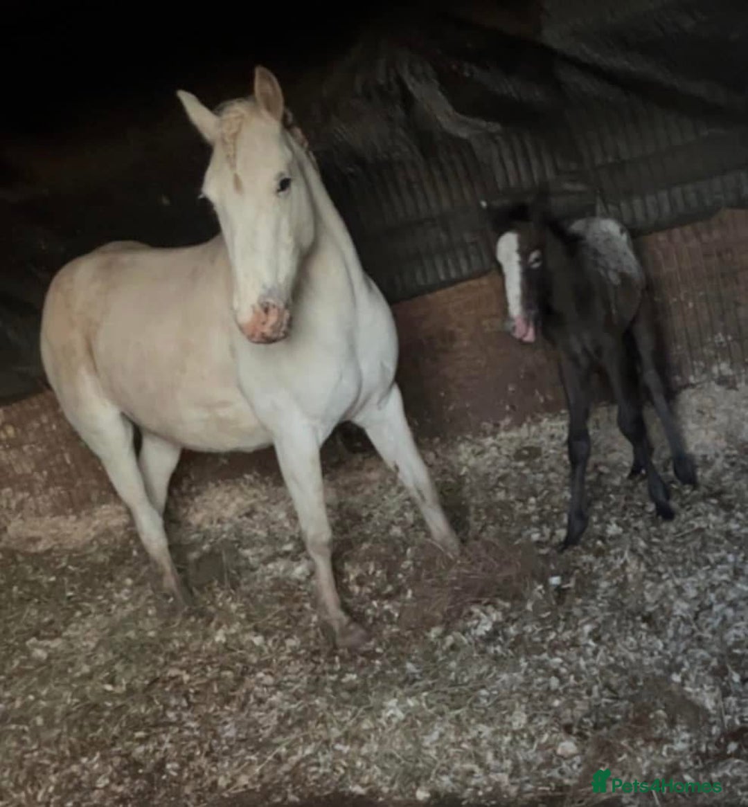 Riding pony horses for sale: For Sale Kids Lead Rein Pony! Safe and Bombproof - Advert 10