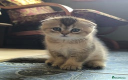 Scottish Fold cats for stud: Scottish straight gold male  - Image 11