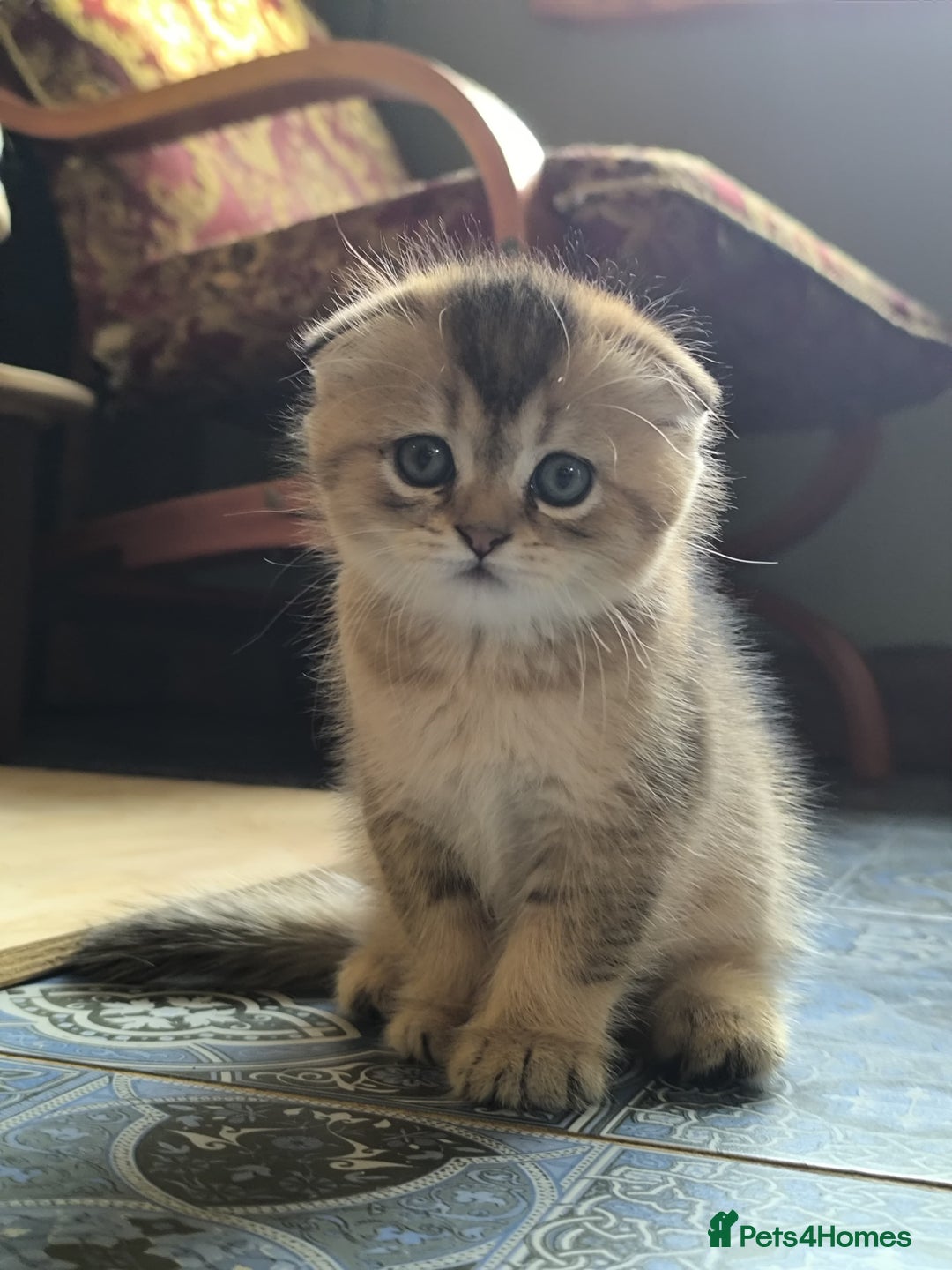 Scottish Fold cats for stud: Scottish straight gold male  - Image 11