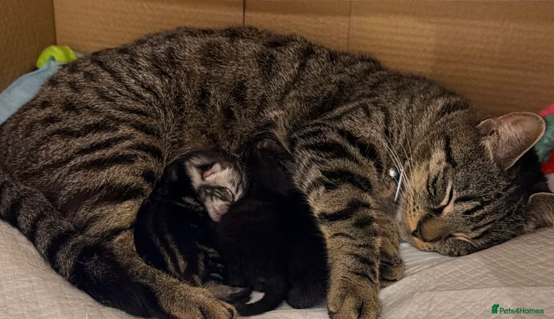 Mixed Breed cats for sale: 2 beautiful 10 Week old kittens  (1xM 1xF) - Advert 1