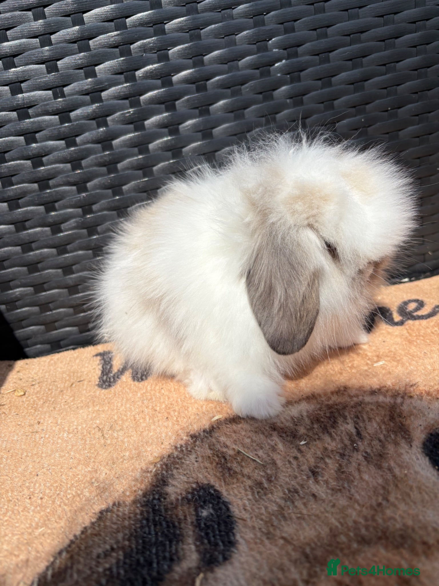 Mini Lion Lop rabbits UPDATED 02/05 ready now lionlops - Advert 2