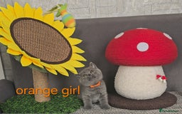 British Shorthair cats for sale: British Blue Shorthair kittens, GCCF pedigree - Image 24