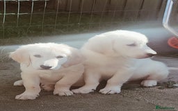 Golden Retriever dogs for sale: Golden retriever  - Image 3