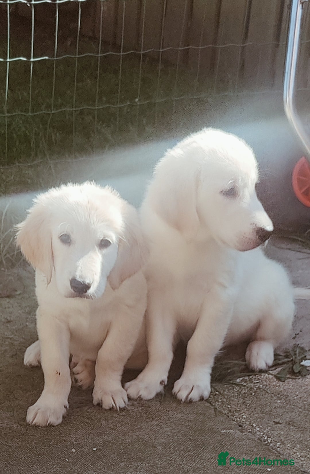 Golden Retriever dogs for sale: Golden retriever  - Image 3