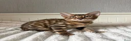 Bengal cats for sale: 🐆Exceptional Pedigree Bengal Kittens 🐆 - Advert 32
