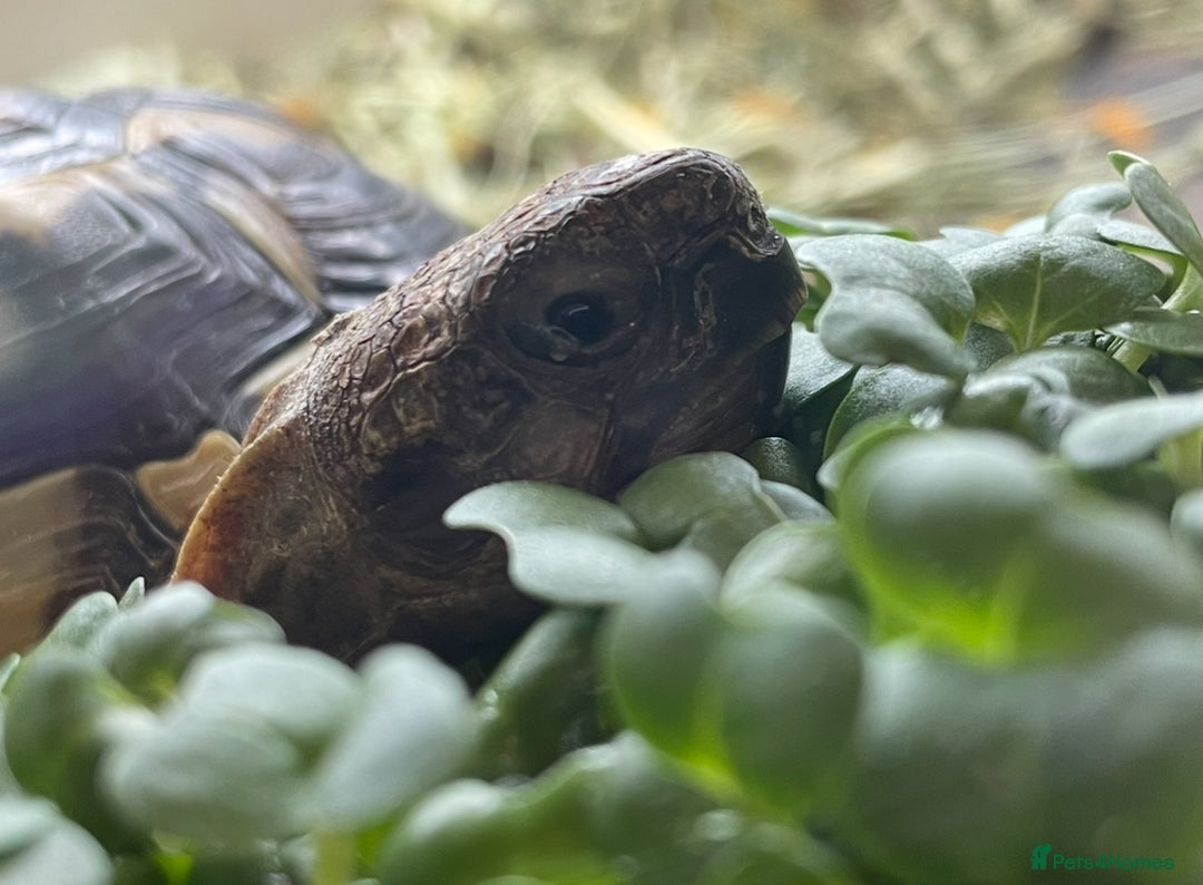 Hermann Tortoise reptiles for sale: Herman tortoise + entire setup - Image 1