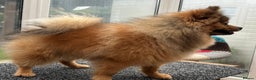 Pomeranian dogs for sale: Very fluffy Orange Sable Pomeranian boy  - Advert 4