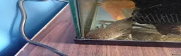 Axolotl reptiles for sale: 2 year old axolotl  in Stowmarket - Advert 3