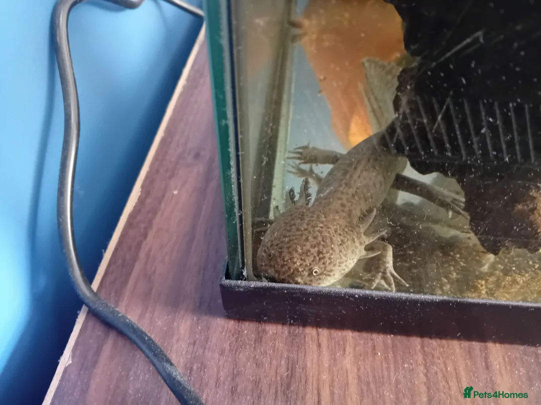 Axolotl reptiles for sale: 2 year old axolotl  in Stowmarket - Advert 3