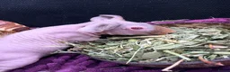 Guinea Pig rodents for sale: Pair of Boy Skinny Pigs - Advert 8