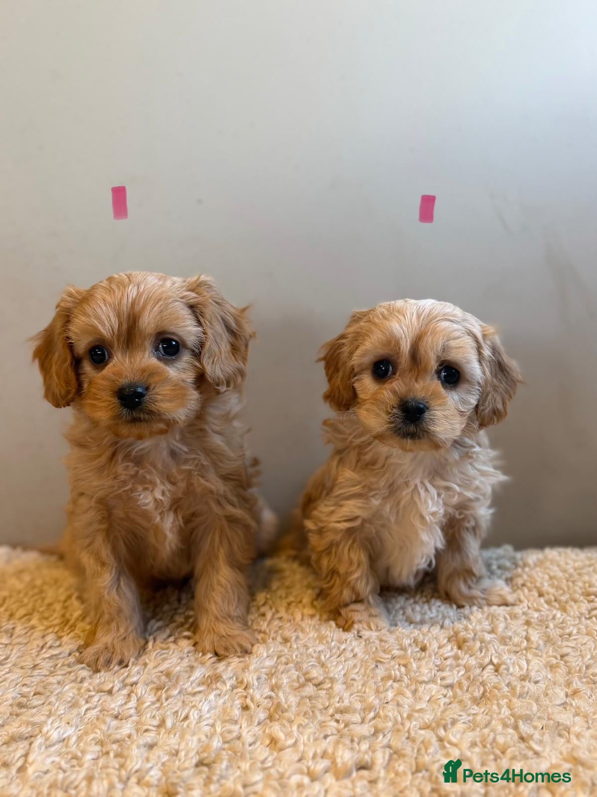 Cavachon dogs Cavapoochons  - Advert 2