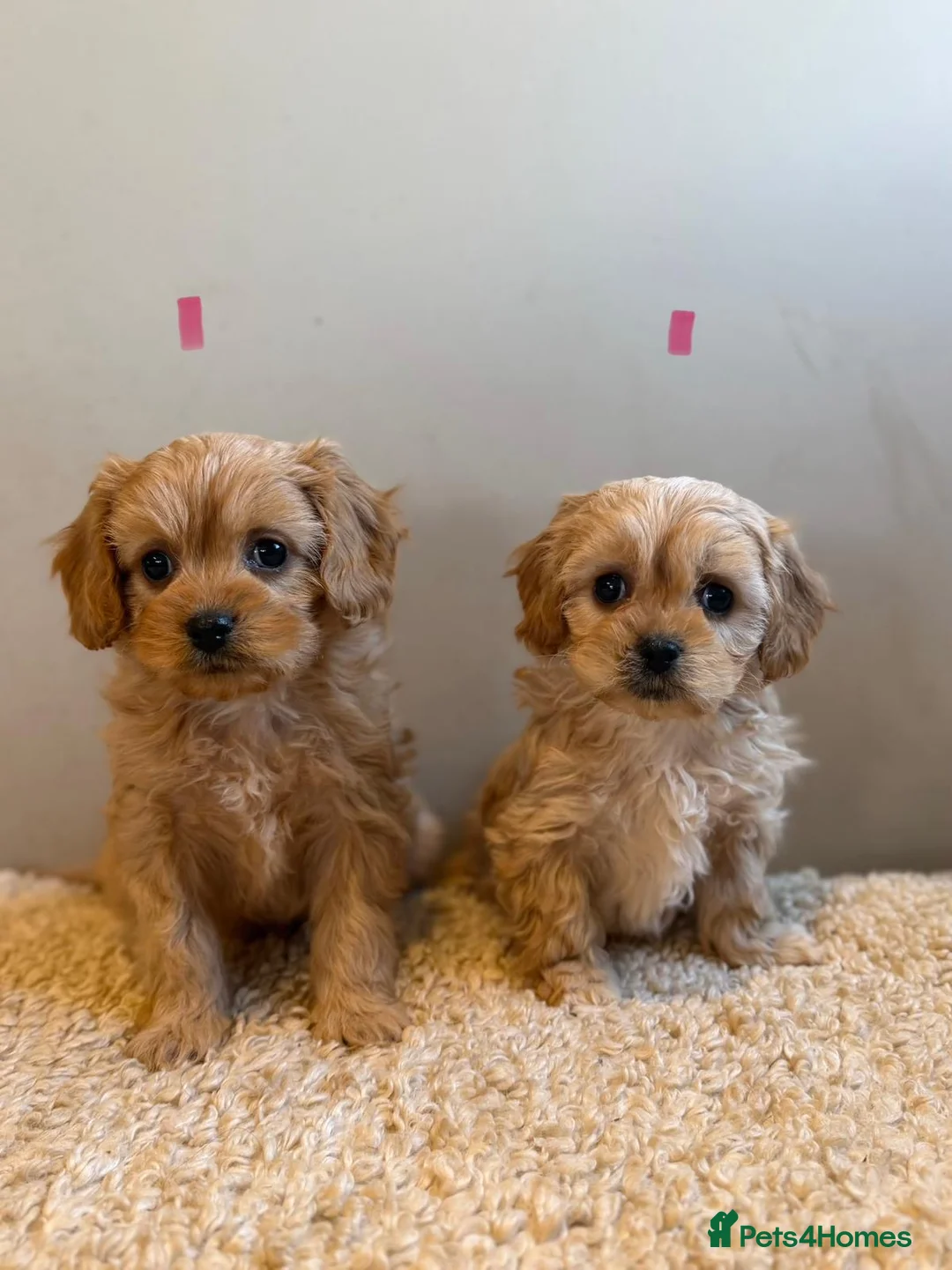 Cavachon dogs for sale: Cavapoochons  - Advert 2