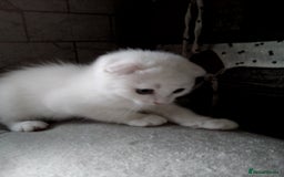 Scottish Fold cats for sale: 1 Scottish fold 1 Scottish straight for sale  - Image 9