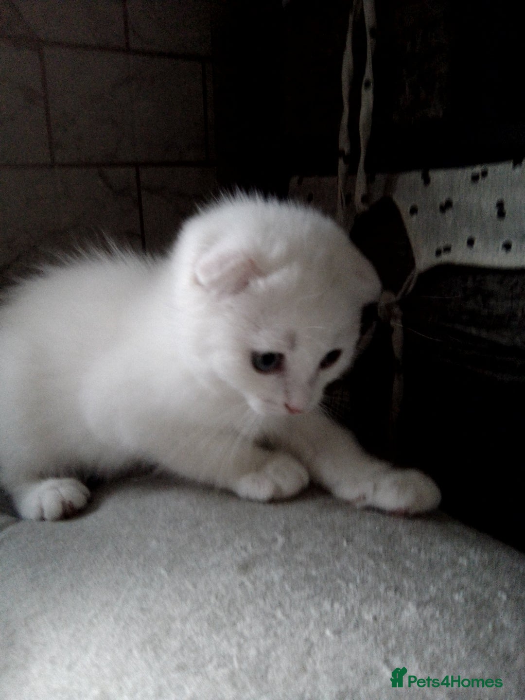 Scottish Fold cats for sale: 1 Scottish fold 1 Scottish straight for sale  - Image 9