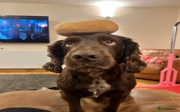 Cocker Spaniel dogs for stud: KC Registered Working Cocker Spaniel Stud “Chase” - Image 2