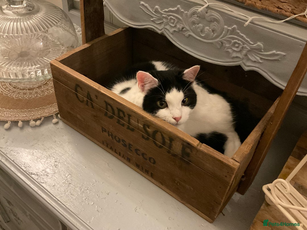 Mixed Breed cats for sale: Gorgeous 2 year old male lap cat  - Image 5