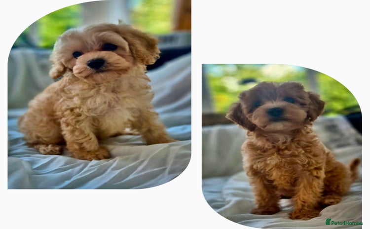 Cavapoochon dogs - Advert 1