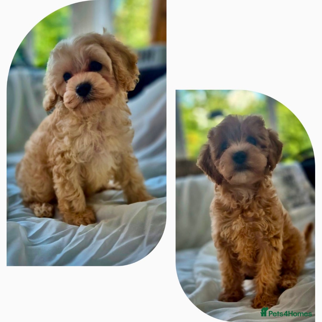Cavapoochon dogs for sale: F1b MOYEN MERLE CAVAPOOCHON PUPS - Image 2