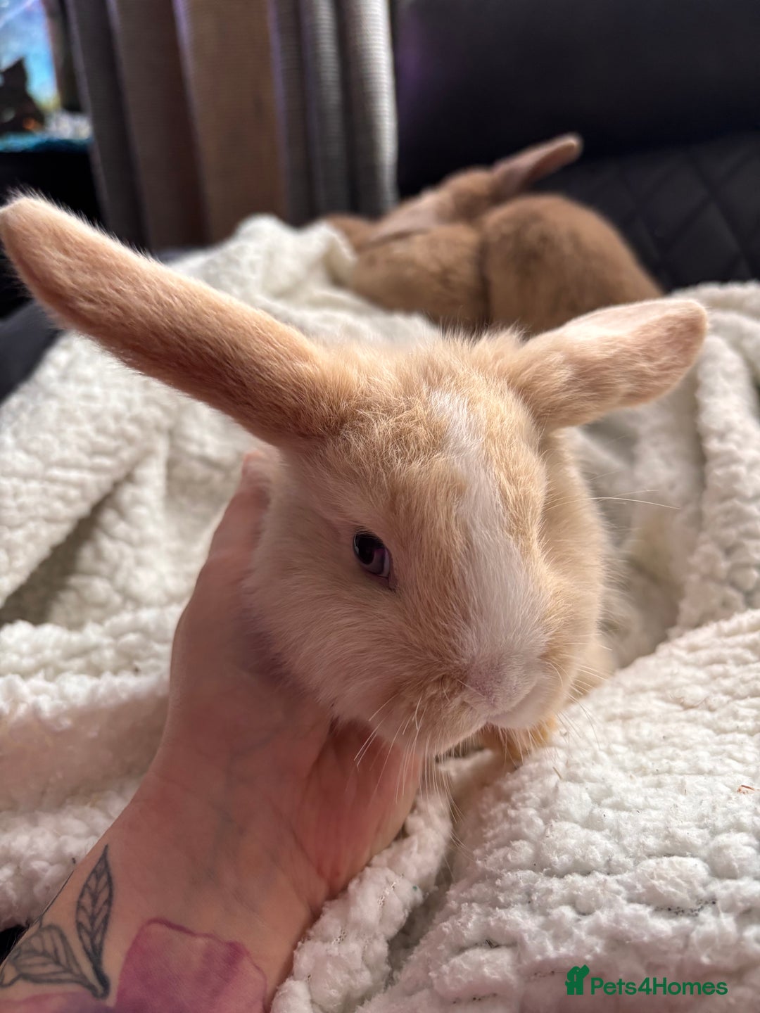 Mini Lop rabbits for sale: purebred Mini Lops  - Advert 10