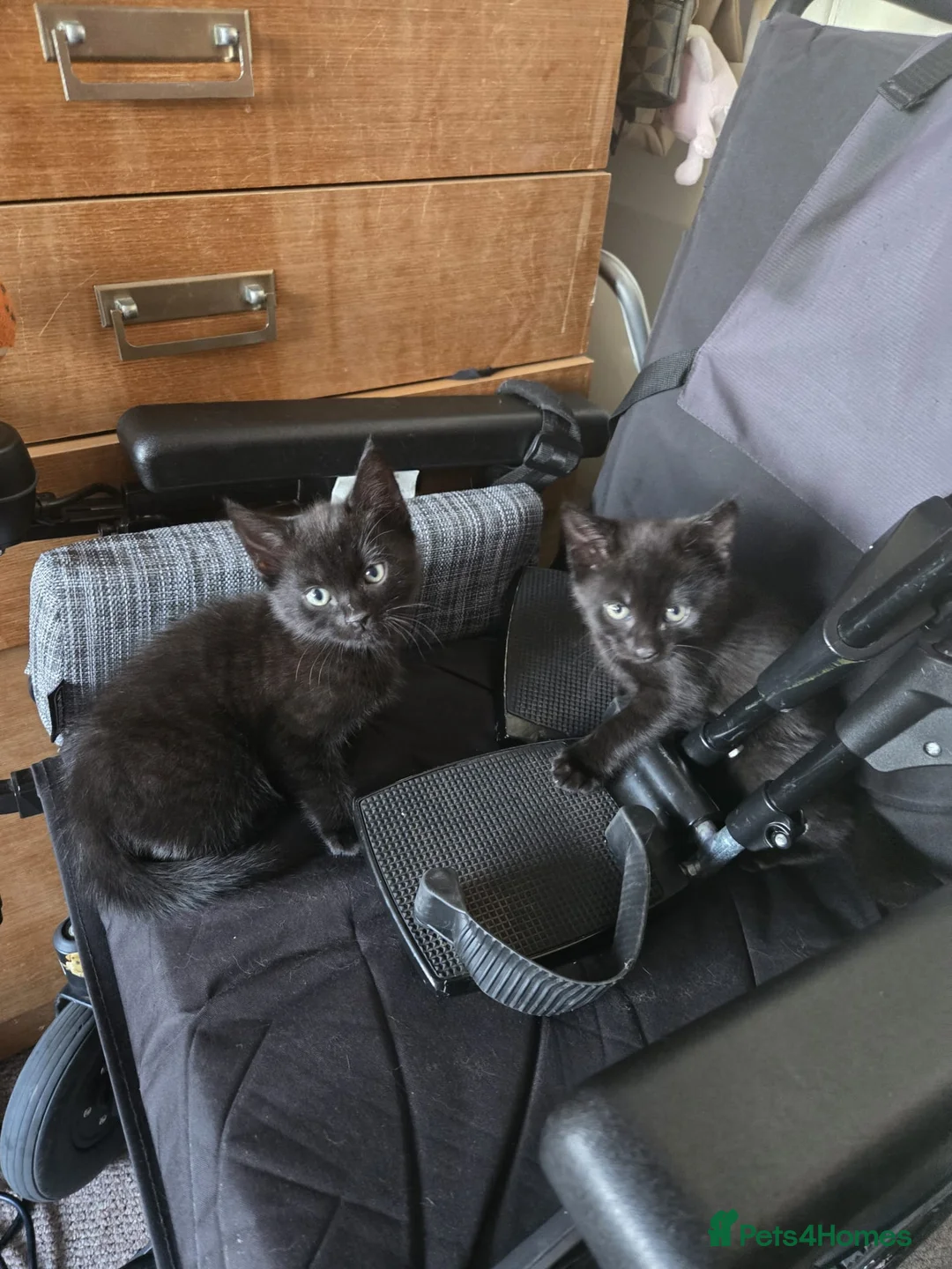 Mixed Breed cats for sale: Emma b in Newcastle - Advert 1