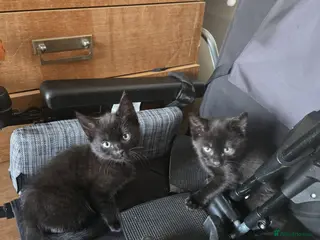 Mixed Breed cats Emma b - Advert 9