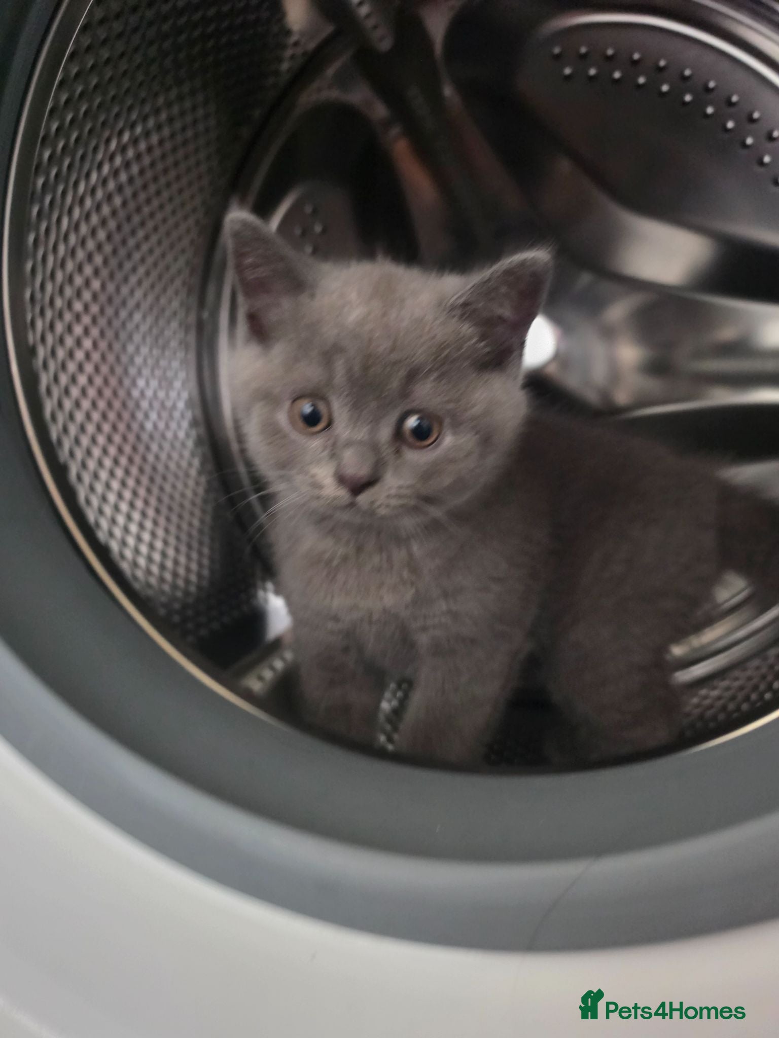 British Shorthair cats Beautiful Blue British Shorthair Kittens for Sale - Advert 9