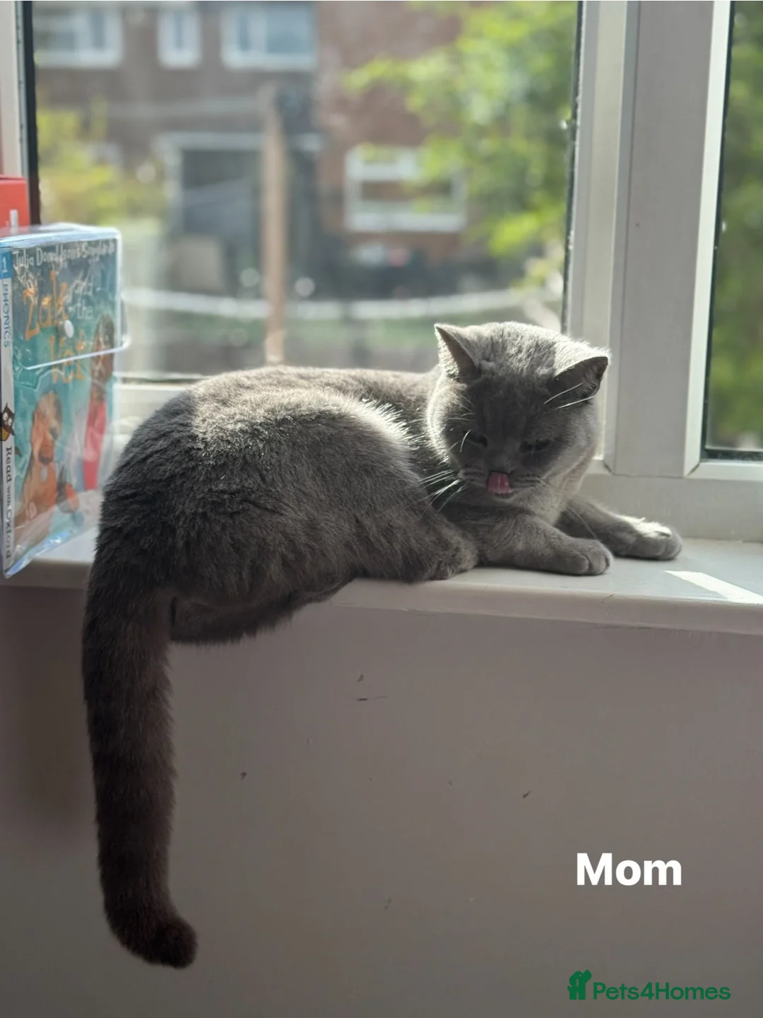 British Shorthair cats for sale: British Shorthair kittens Looking for Homes - Advert 2