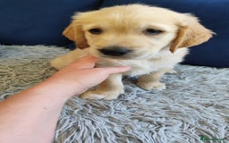 Golden Retriever dogs for sale: Gentle and loving Golden Retriever puppiess  - Image 11
