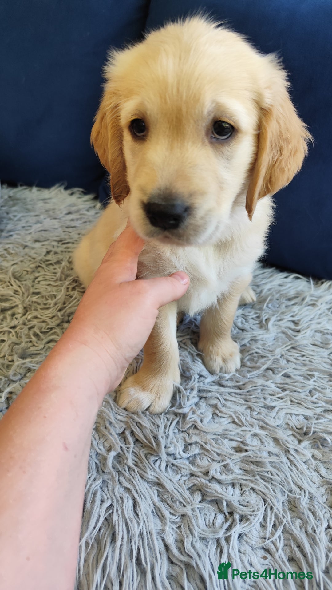 Golden Retriever dogs for sale: Gentle and loving Golden Retriever puppiess  - Image 11