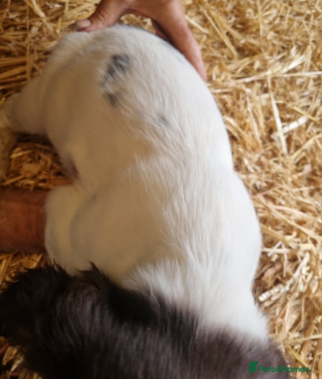 English Springer Spaniel dogs for sale: Pretty puppies with working parents ready now - Image 14