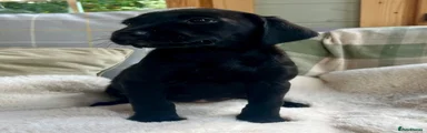 Labrador Retriever 3