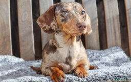Dachshund dogs for sale: Chocolate try/dapple - Image 10