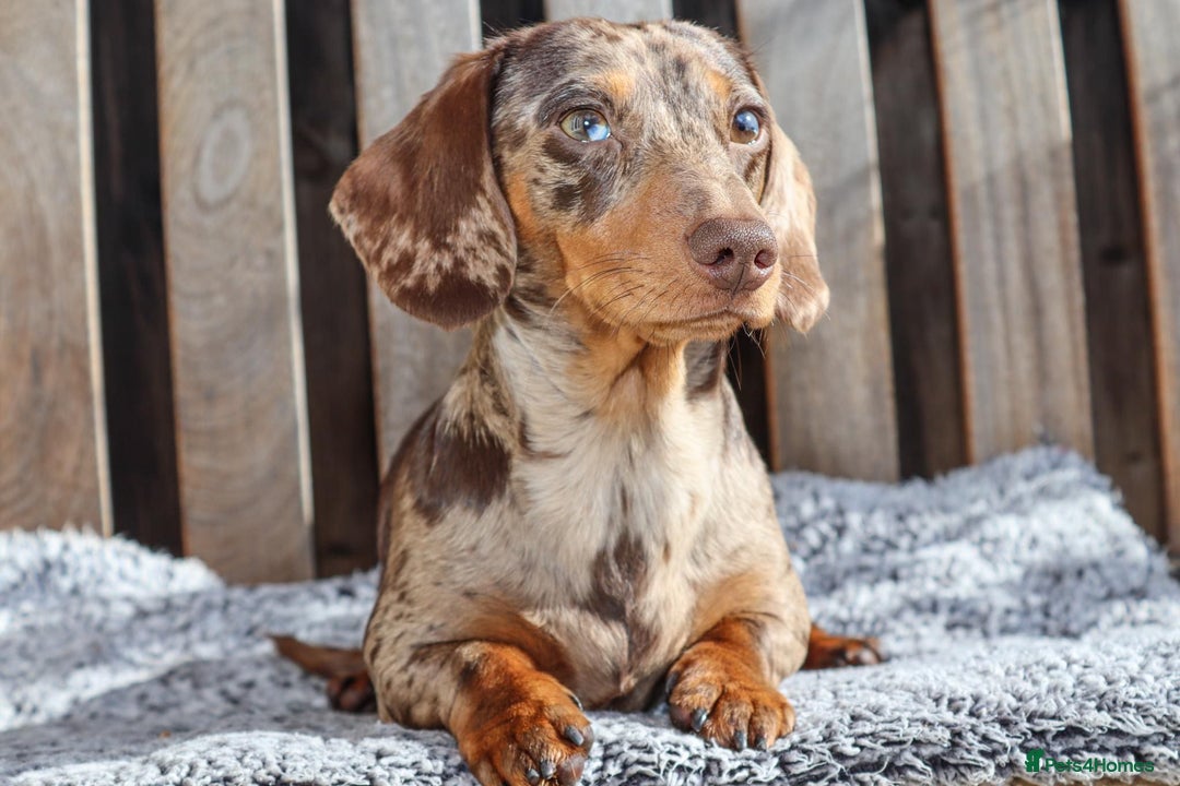 Dachshund dogs for sale: Chocolate try/dapple - Image 10