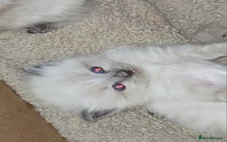 Ragdoll cats for sale: Two beautiful ragdolls left - Image 3