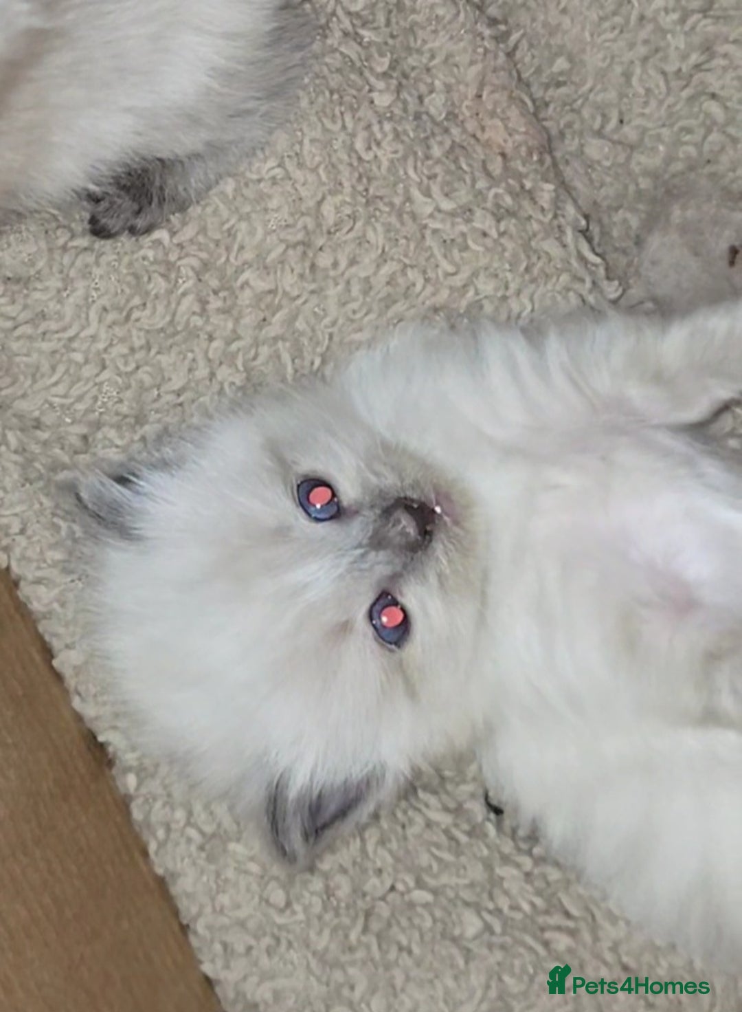 Ragdoll cats for sale: Two beautiful ragdolls left - Image 3