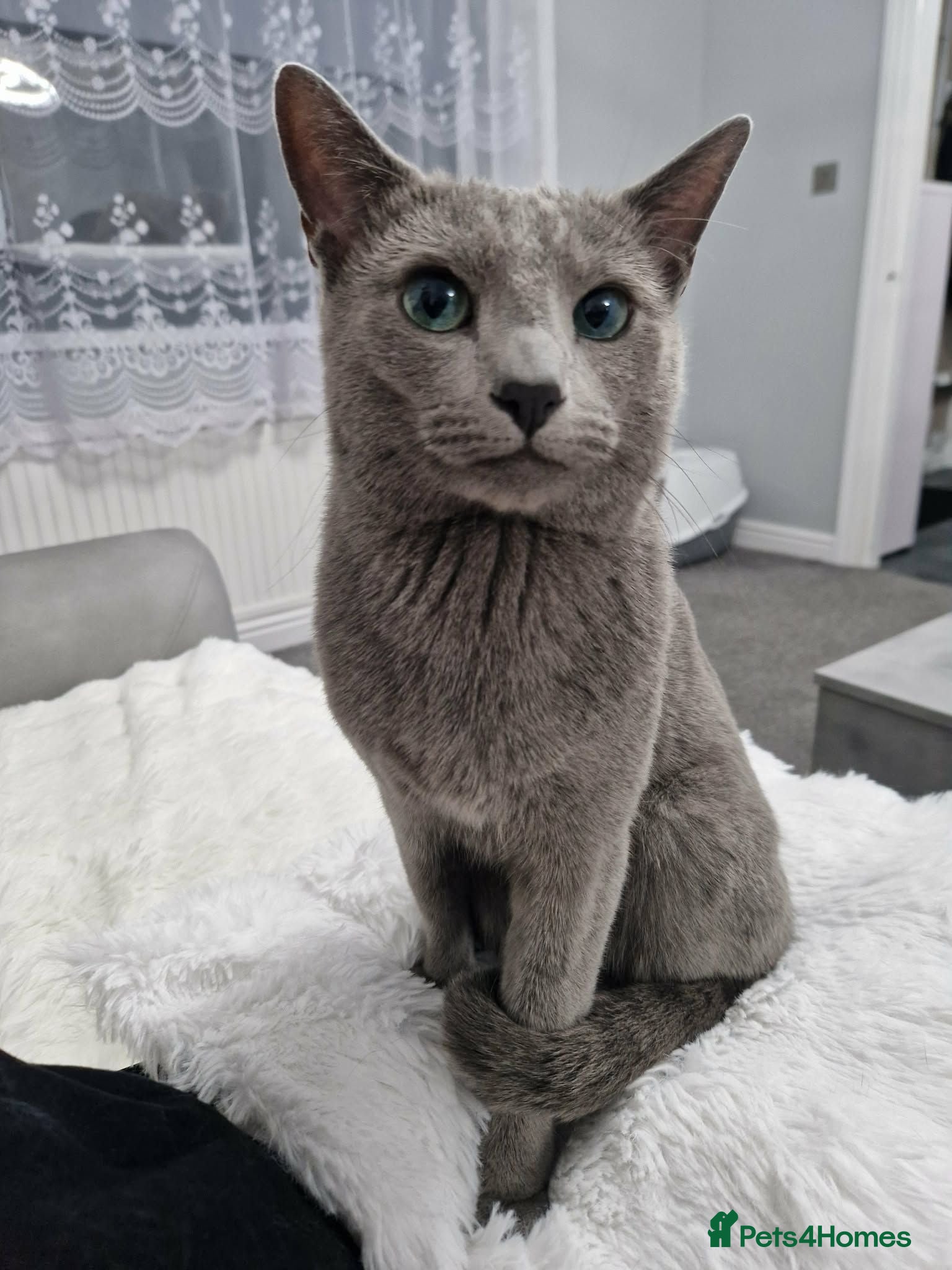 Russian Blue cats GCCF Registered Russian Blue Kittens - Advert 9