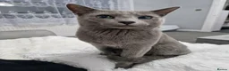 Russian Blue cats for sale: GCCF Registered Russian Blue Kittens - Advert 1