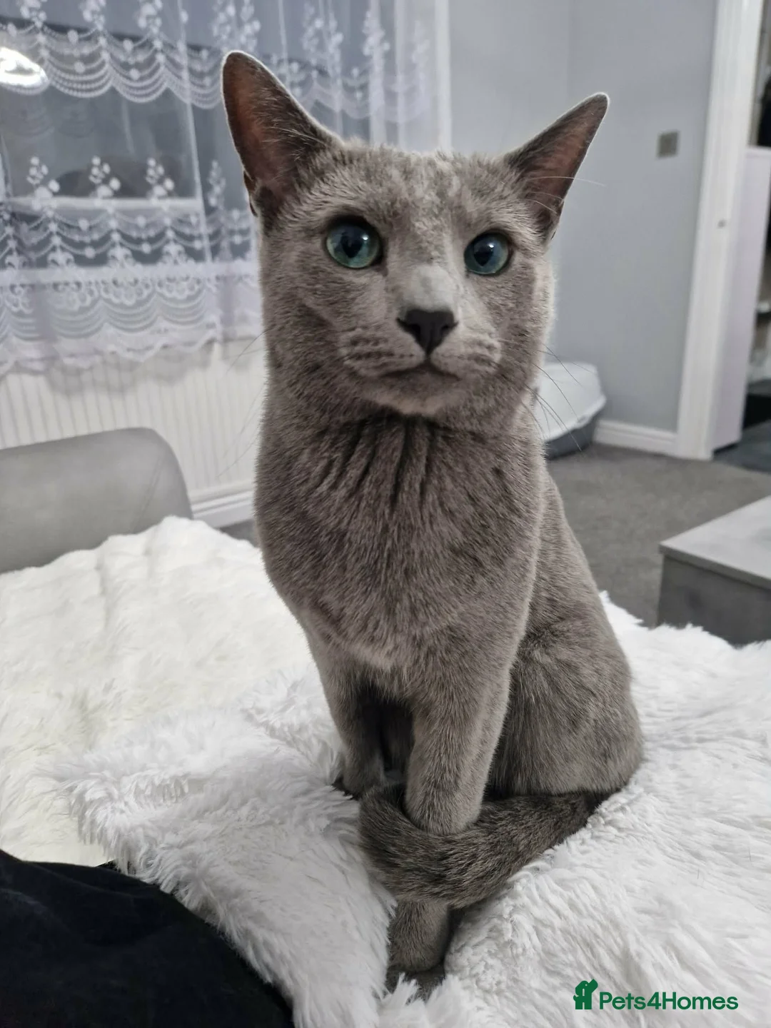 Russian Blue cats for sale: GCCF Registered Russian Blue Kittens - Advert 1