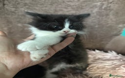 Mixed Breed cats for sale: Gorgeous long hair kitten 🧡🖤 - Advert 11