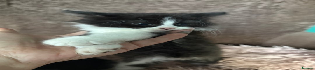 Mixed Breed Kitten 1