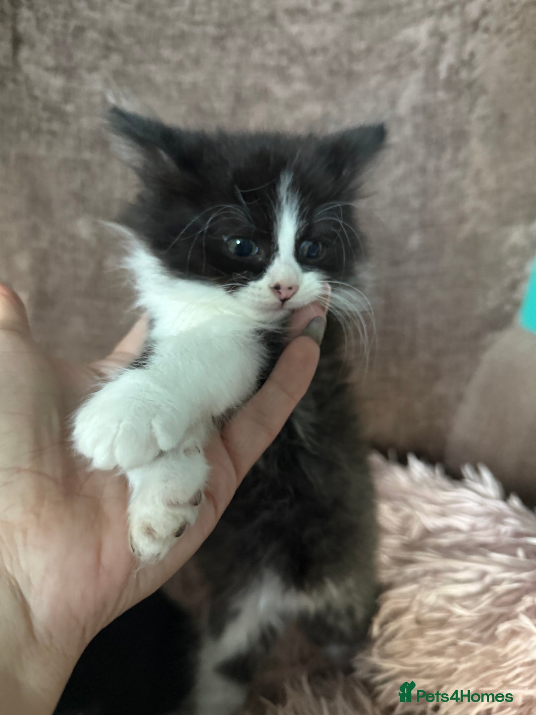 Mixed Breed cats for sale: Gorgeous long hair kitten 🧡🖤 - Advert 11