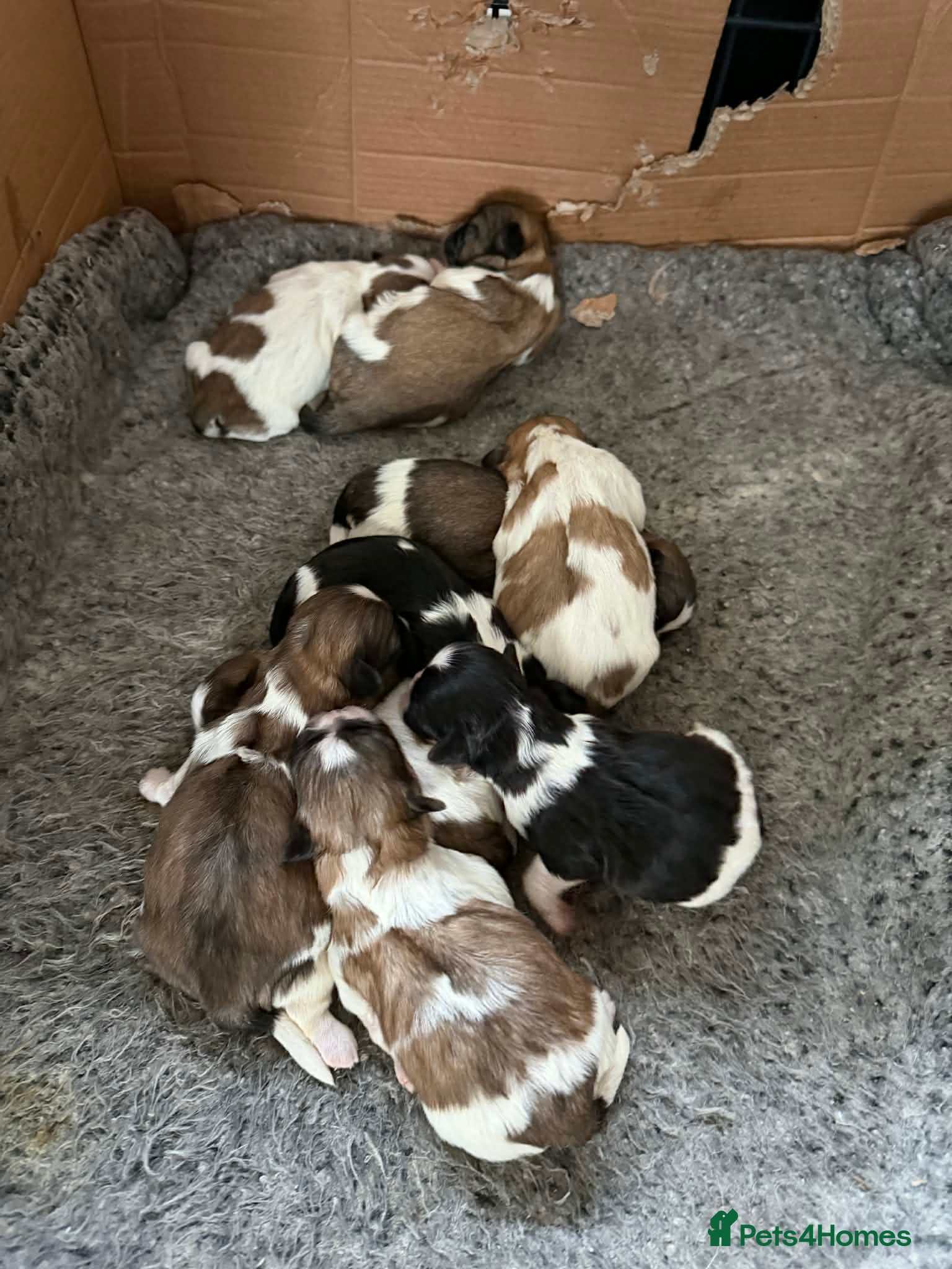 Shih Tzu dogs Beautiful Shih Tzu  in Manchester - Advert 1