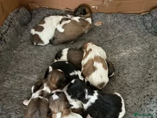 Shih Tzu dogs Beautiful Shih Tzu in Manchester - Advert 1