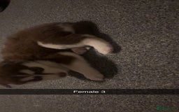 Siberian Husky dogs for sale: Beautiful husky pups 🔥 only 3 male pups left 🔥 - Advert 13